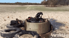 Bathing Dogs GIF - Bathing Dogs Pool Party GIFs