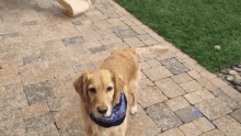 GIF