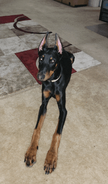 a black and brown dog is laying on a rug