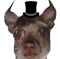 a chihuahua wearing a top hat with a gray band