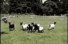Faint Goats GIF