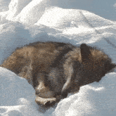 Wolf Sleep GIF - Wolf Sleep Sleeping GIFs