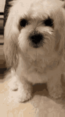 Angry Dog GIF - Angry Dog Soba GIFs