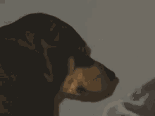 a close up of a dog 's face with the words " bitch what " written below it
