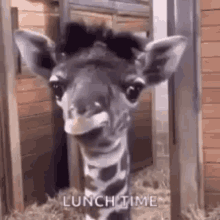 Lunch Time Lunch GIF - Lunch Time Lunch Giraffe GIFs
