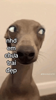 a close up of a dog with the words nho em chua trai dep on the bottom