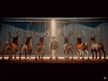 a group of reindeer are standing in a row with a facebook logo in the corner