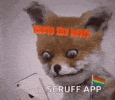 a fox is holding a cell phone with the words scruff app on it 's head .