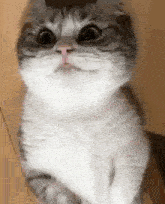 a cat is sitting on a wooden floor and looking at the camera .