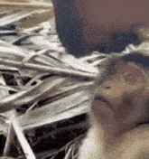 a monkey is sitting in a pile of leaves .