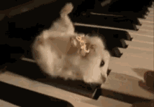 hamster eating popcorn piano keyboard
