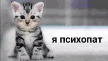 a kitten is sitting on the floor and looking at the camera with the words `` i psychopat '' in the background .