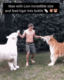 Tiger Drinking GIF - Tiger Drinking GIFs