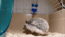 Funny Animals Scratching GIF - Funny Animals Scratching Scratch GIFs