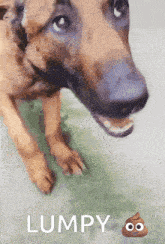 a picture of a dog with the word lumpy above it