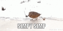 simpy simp simpy simp bird