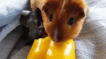 Hungry Hungry Pigs GIF - Guinea Pigs Lunch Nomnomnom GIFs