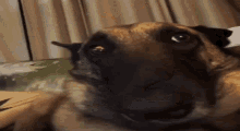Sussy Dogs GIF - Sussy Dogs Whatadogdoing GIFs