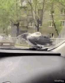 Viralhog Bird GIF - Viralhog Bird Hitching A Ride GIFs