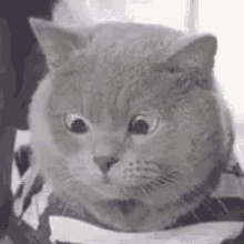 Cute Cat GIF - Cute Cat Eyes GIFs