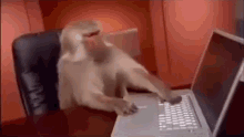 a dog is typing on a laptop computer while sitting in a chair .