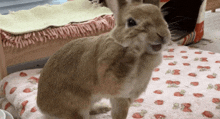 Siiku Bunny GIF - Siiku Bunny High Five GIFs