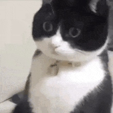 Cat Surprised Surprised Cat Stare GIF - Cat Surprised Surprised Cat Stare Cat Stare GIFs