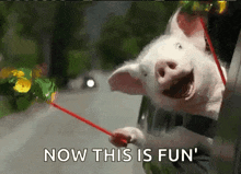 Pigs Celebrate GIF