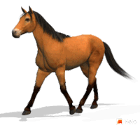 Horse Sticker - Horse Stickers