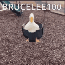 Mae Brucelee100 GIF