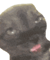 a close up of a cat 's face with its tongue hanging out