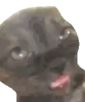 a close up of a cat 's face with its tongue hanging out