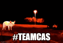 Teamcas Pig GIF - Teamcas Pig Run GIFs