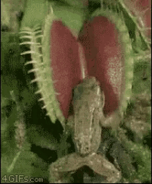 Frog Eaten GIF