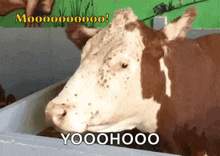 Cow Moo GIF - Cow Moo GIFs