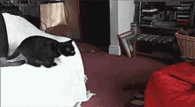 Cat Vs GIF - Cat Vs Beanbag GIFs