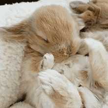 Bunny Rabbit GIF - Bunny Rabbit Yawn GIFs