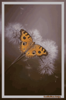 Butterfly Butterflies GIF - Butterfly Butterflies Excited GIFs