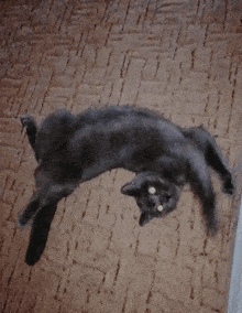 Strong Paranormal Cat GIF - Strong Paranormal Cat Katumbas GIFs