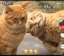 two cats looking at each other with the words him and me above them