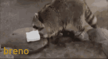 Breno Raccoon GIF - Breno Raccoon Cotton Candy GIFs
