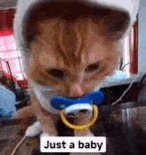 Just A Baby Cats GIF - Just A Baby Baby Cats GIFs