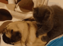 Cat Massage GIF - Cat Massage Pug GIFs
