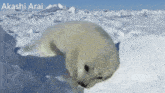 a seal in the snow with the name akashi arai