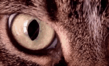 Cat Eye GIF - Cat Eye Cat Eye GIFs