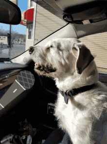 Good Morning Dog GIF - Good Morning Dog Car GIFs