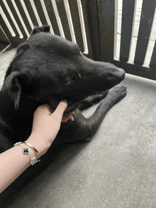 a person with a bracelet on their wrist is petting a dog