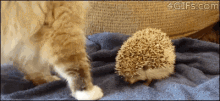Cat Hedgehog GIF - Cat Hedgehog Funny GIFs