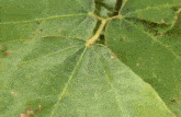 Moth Looks Like Rolled Up Leaf GIF