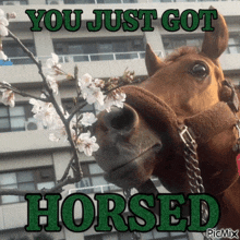 a picture of a horse with the words you just got horsed on it